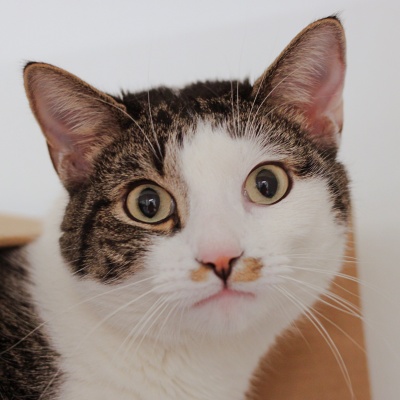 Earl the cat