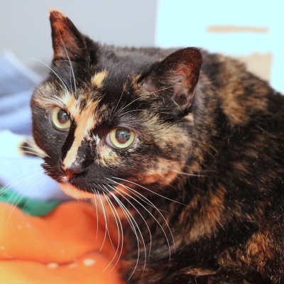 Antigone the cat