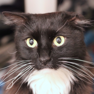 Loki the cat