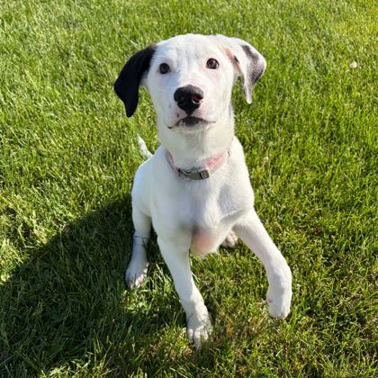Earle the puppy